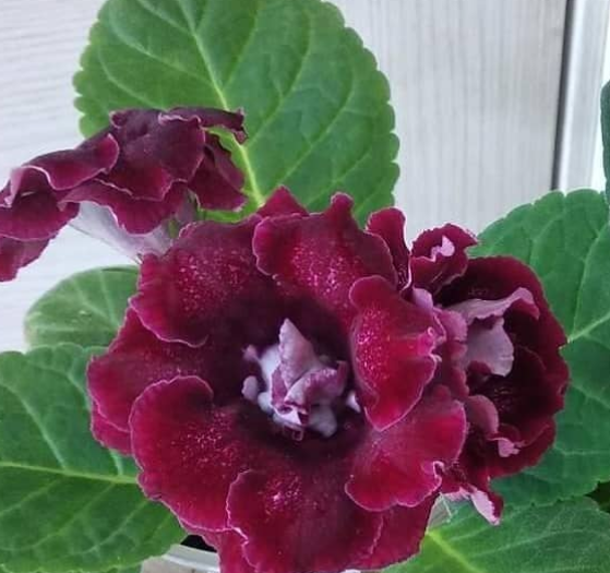 Gloxinia The Cardinal's Mantle 1 Bulb
