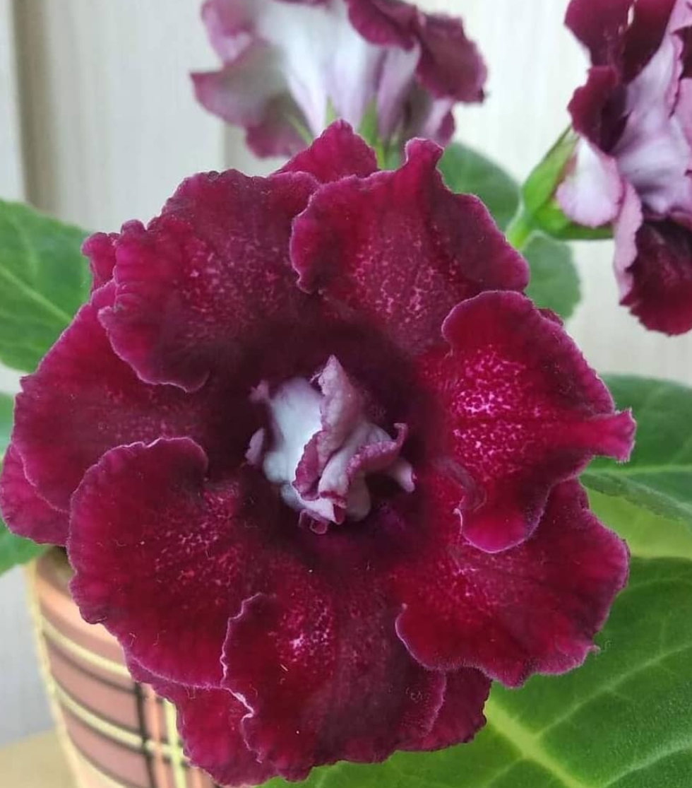 Gloxinia The Cardinal's Mantle 1 Bulb