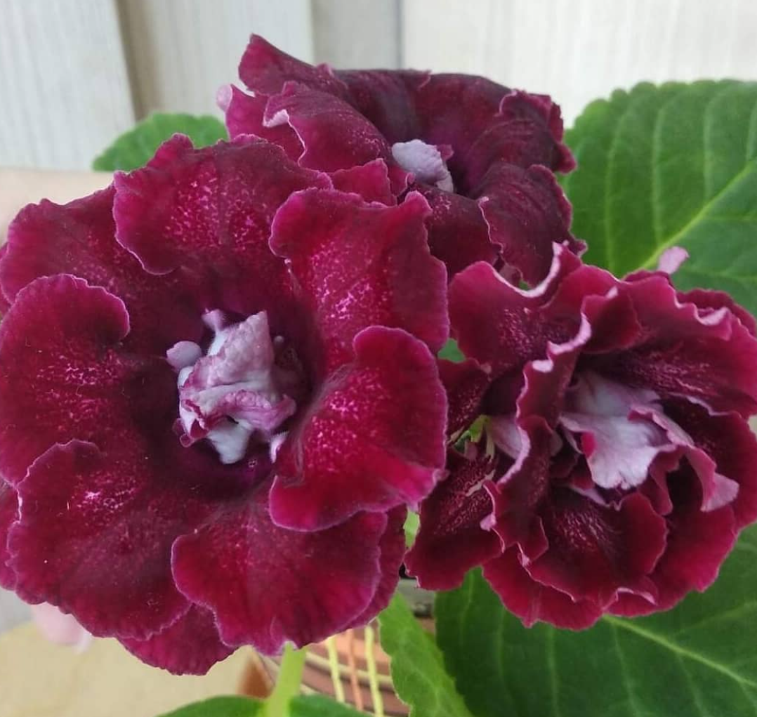 Gloxinia The Cardinal's Mantle 1 Bulb
