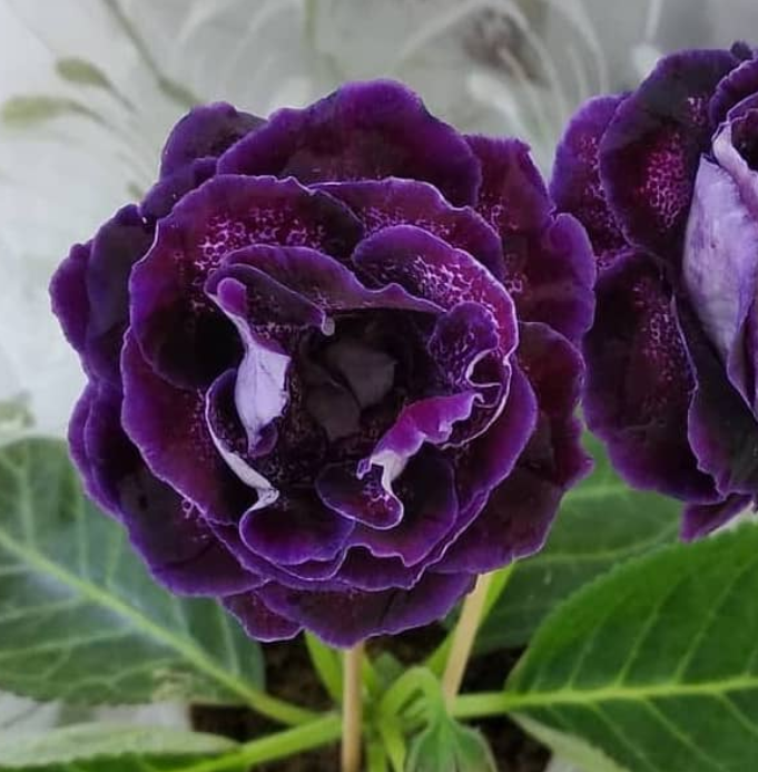 Gloxinia Star Son 1 Bulb