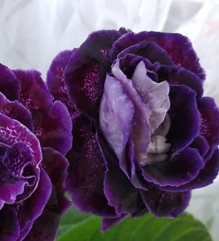 Gloxinia Star Son 1 Bulb