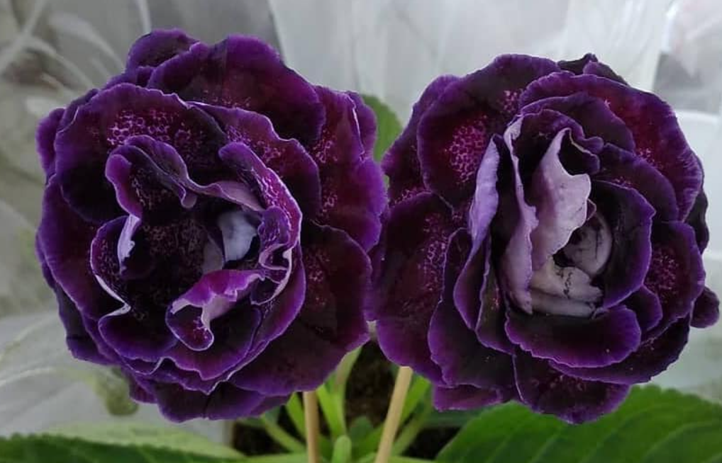 Gloxinia Star Son 1 Bulb