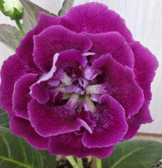 Gloxinia Shimmy 1 Bulb