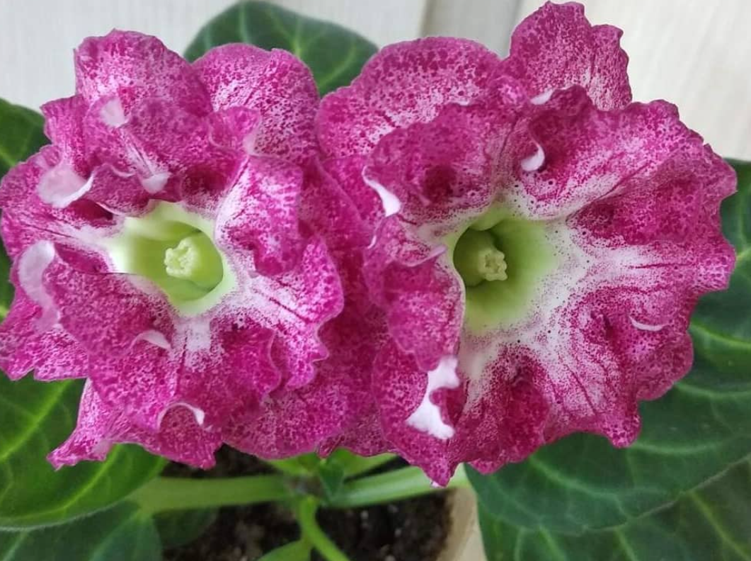 Gloxinia Anfisa 1 Bulb