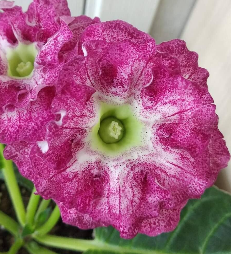 Gloxinia Anfisa 1 Bulb