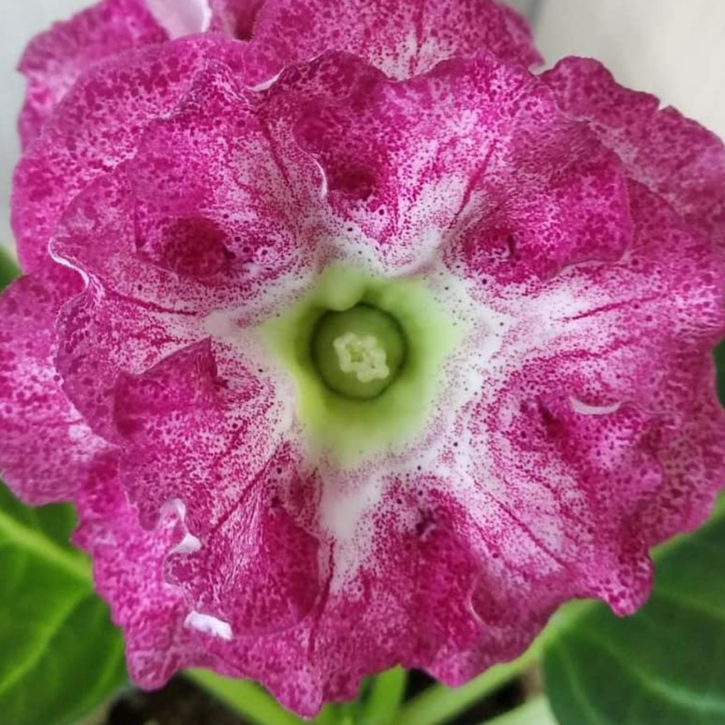 Gloxinia Anfisa 1 Bulb