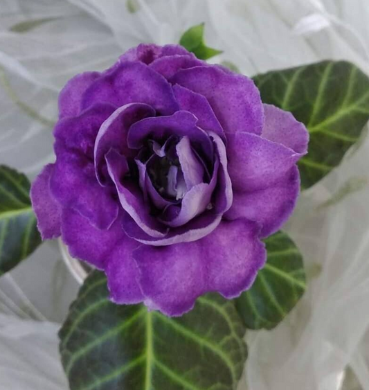Gloxinia Fermata 1 Bulb