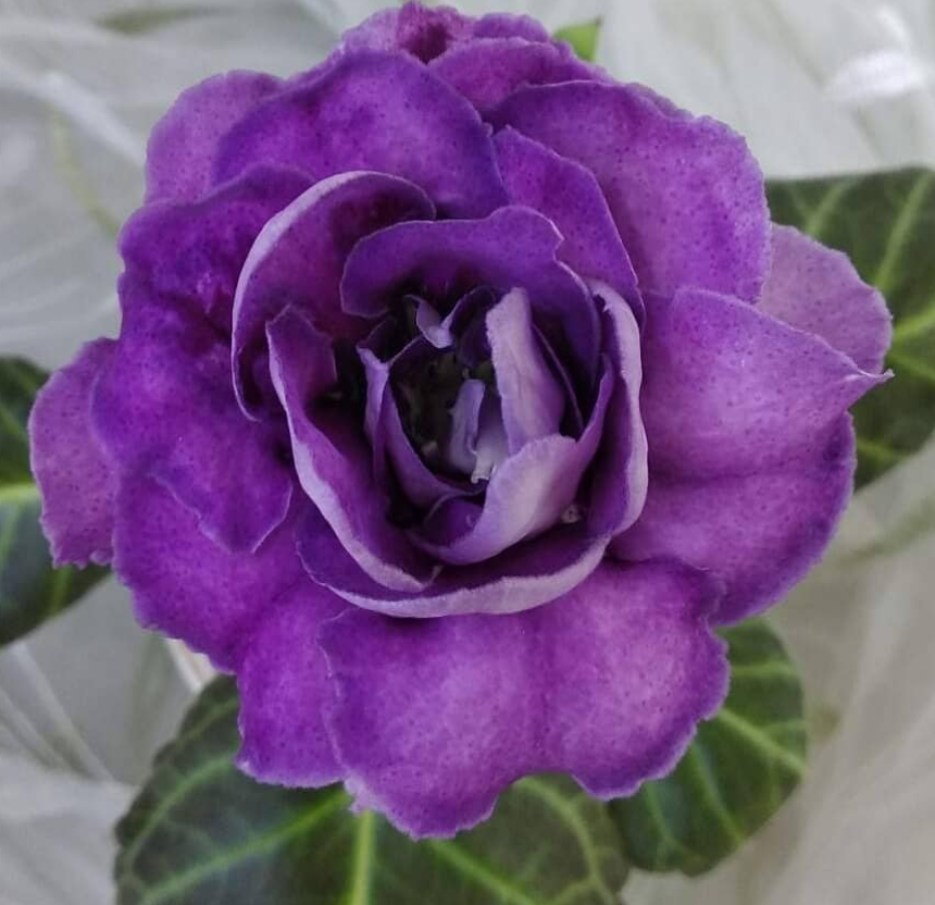 Gloxinia Fermata 1 Bulb
