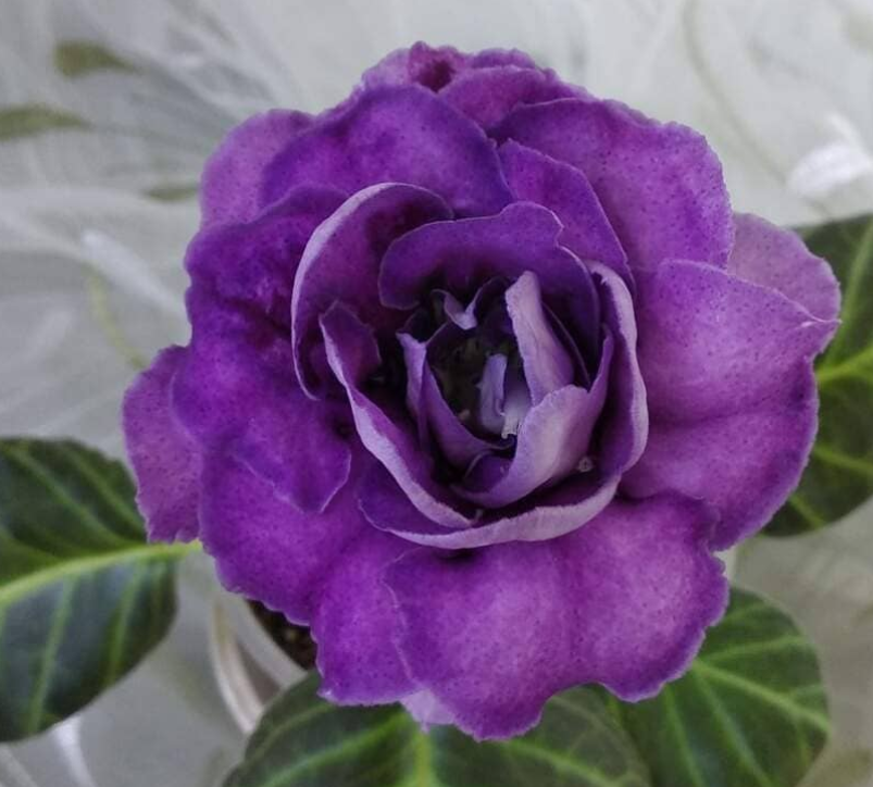 Gloxinia Fermata 1 Bulb