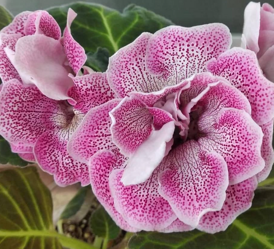 Gloxinia Candy Pop 1 Bulb