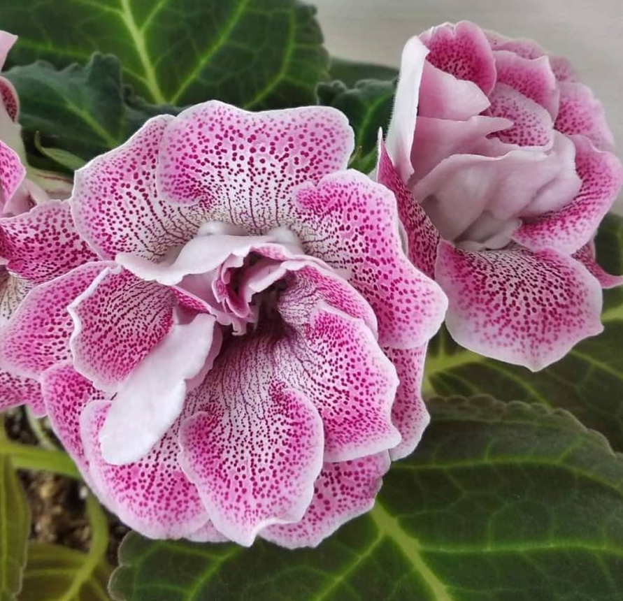 Gloxinia Candy Pop 1 Bulb