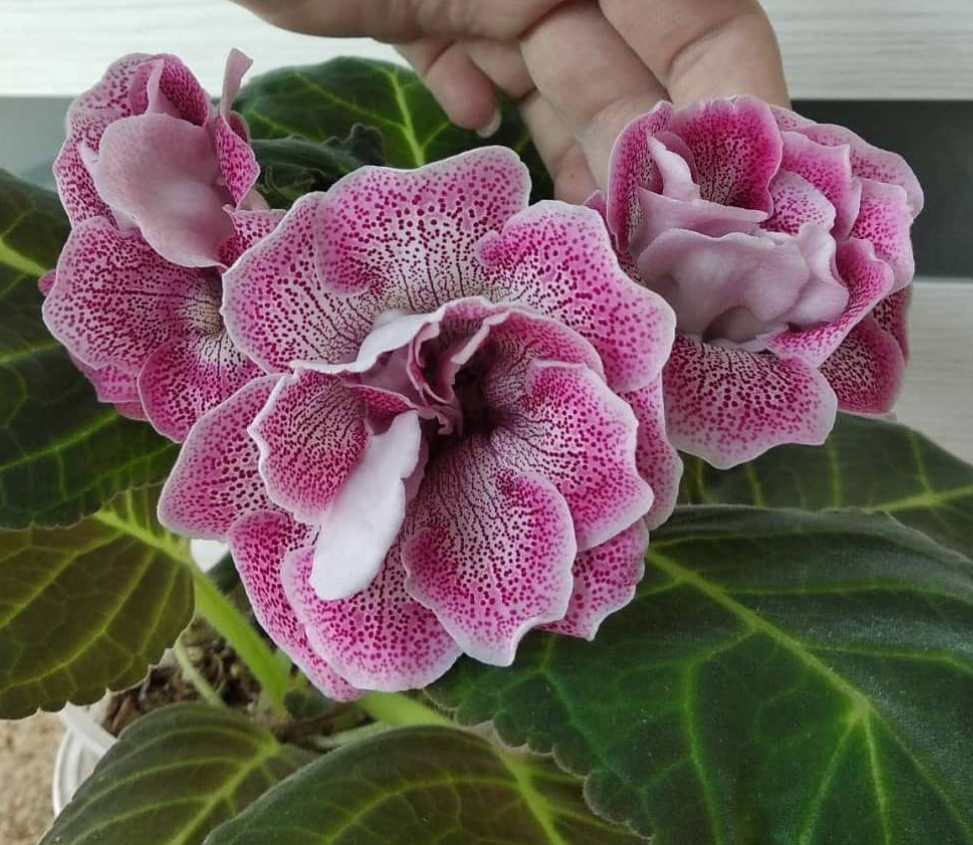 Gloxinia Candy Pop 1 Bulb