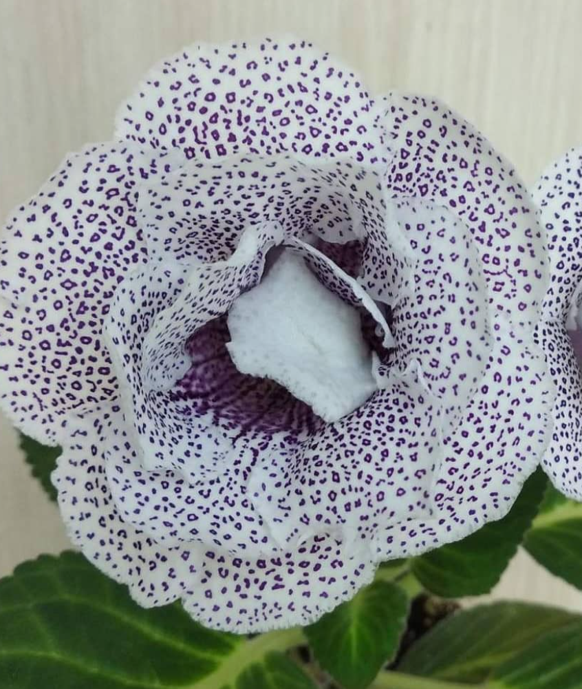 Gloxinia Leopard coat 1 Bulb