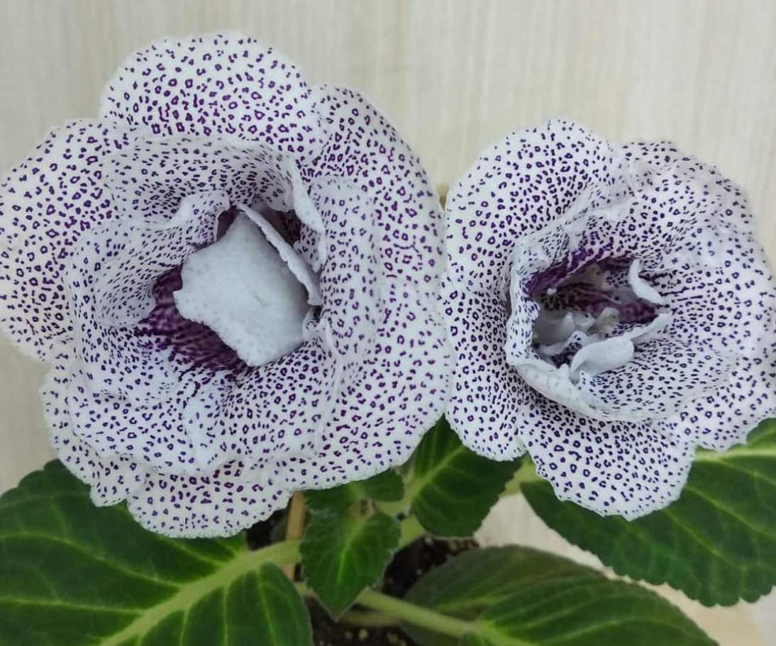 Gloxinia Leopard coat 1 Bulb
