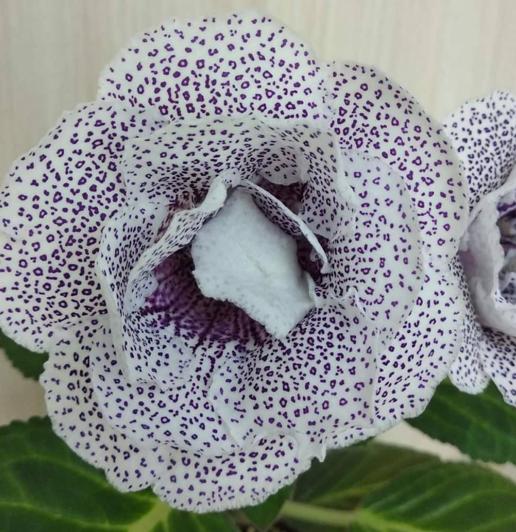 Gloxinia Leopard coat 1 Bulb