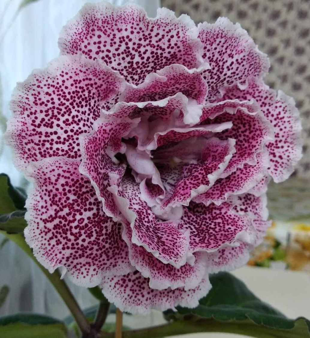 Gloxinia Boho style 1 Bulb