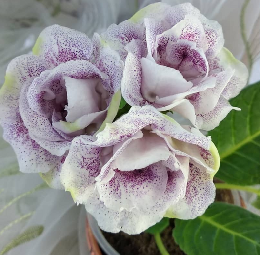 Gloxinia Cuckoo 1 Bulb