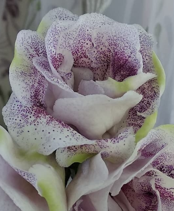 Gloxinia Cuckoo 1 Bulb