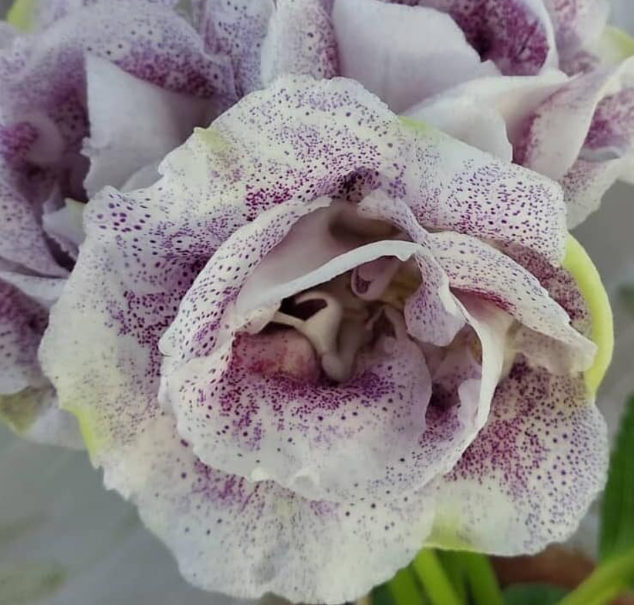 Gloxinia Cuckoo 1 Bulb