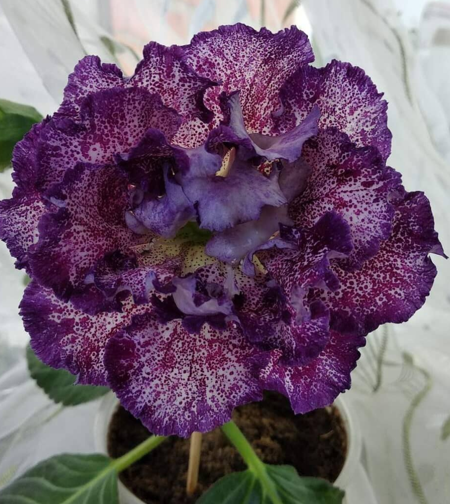 Gloxinia The Alchemist 1 Bulb