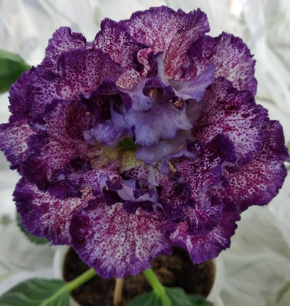 Gloxinia The Alchemist 1 Bulb