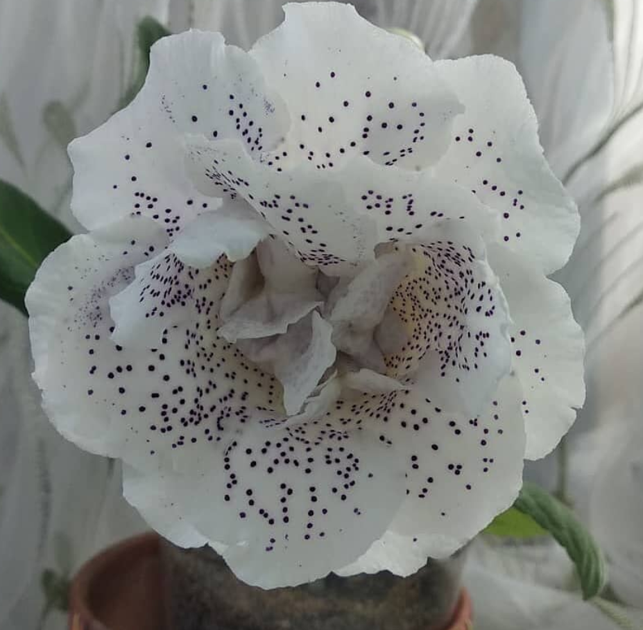 Gloxinia Electro 1 Bulb