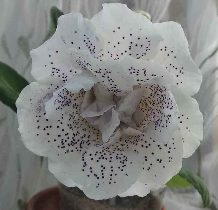 Gloxinia Electro 1 Bulb