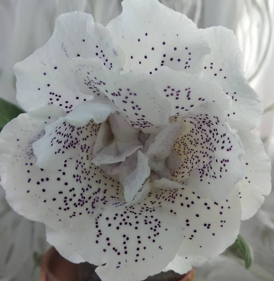 Gloxinia Electro 1 Bulb