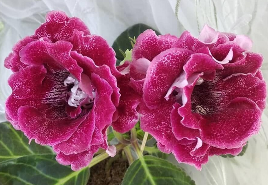 Gloxinia Bagira 1 Bulb