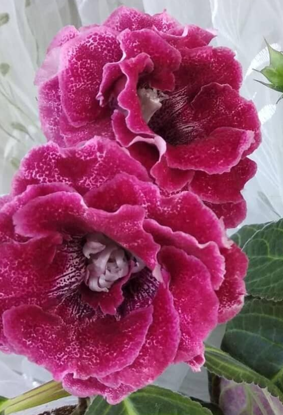 Gloxinia Bagira 1 Bulb