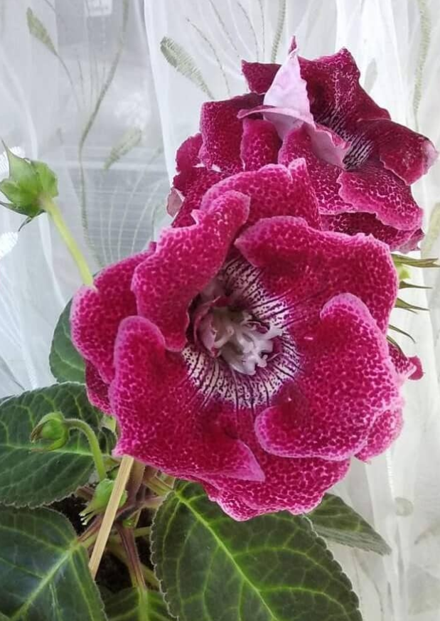 Gloxinia Bagira 1 Bulb