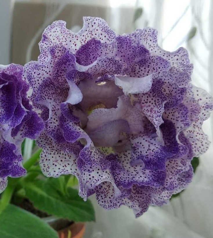 Gloxinia Seas afar 1 Bulb