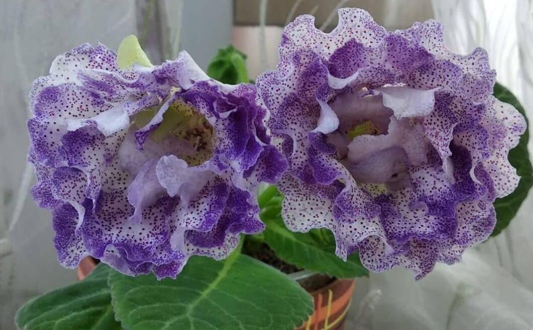 Gloxinia Seas afar 1 Bulb