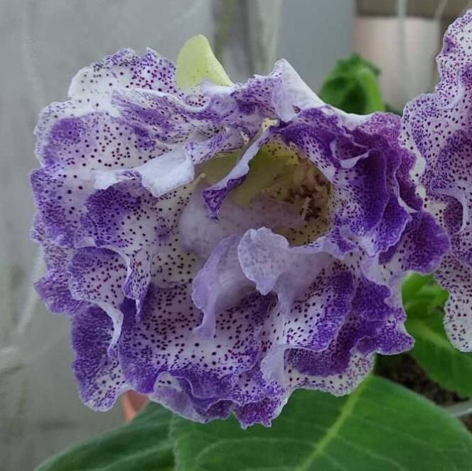 Gloxinia Seas afar 1 Bulb
