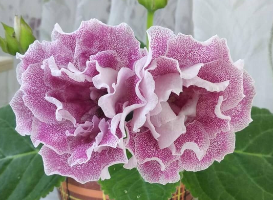 Gloxinia Blooming peach 1 Bulb