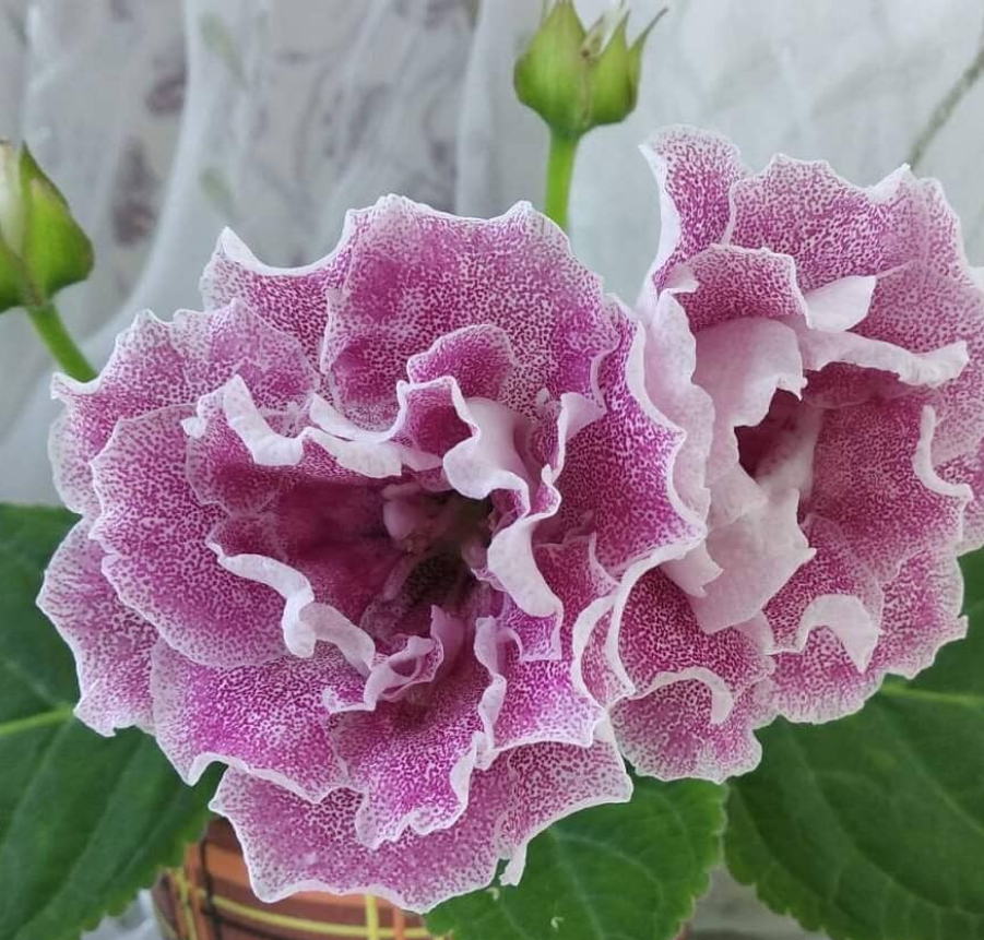 Gloxinia Blooming peach 1 Bulb