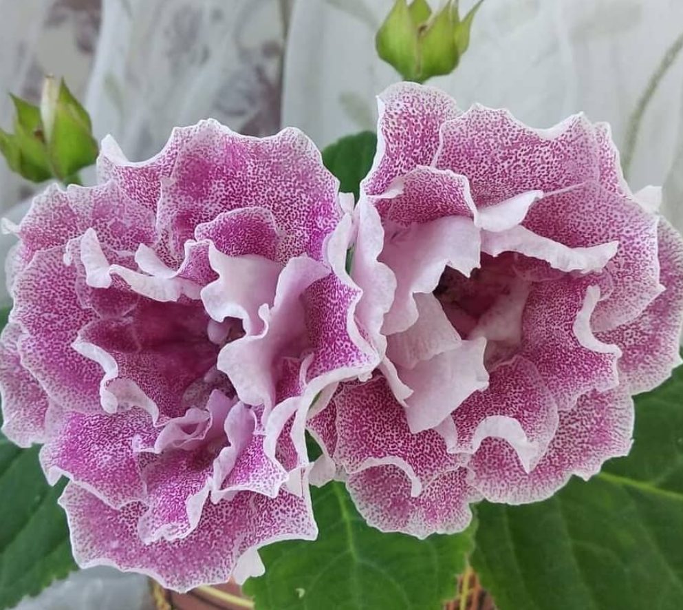 Gloxinia Blooming peach 1 Bulb