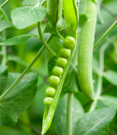Pea Rondo ( Pisum sativum ) 200 Seeds