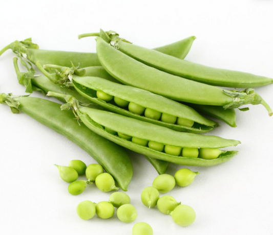 Pea Sugar Snap Pea Delikett ( Pisum sativum ) 200 Seeds