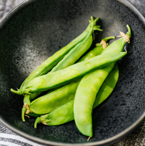 Pea Terrain ( Pisum sativum ) 200 Seeds