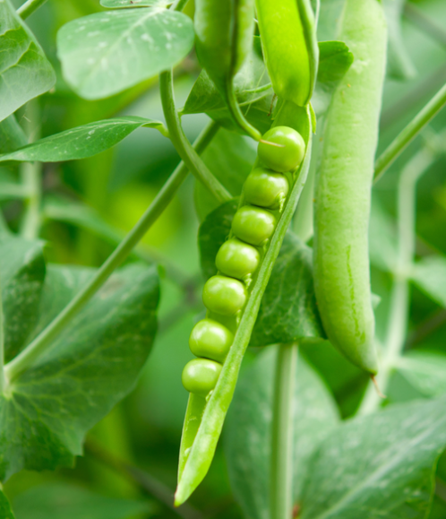 Pea Meteor ( Pisum sativum ) 200 Seeds