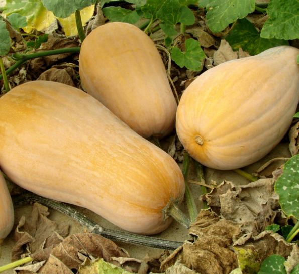Squash Butternut Waltham ( Cucurbita moschata ) 10 Seeds