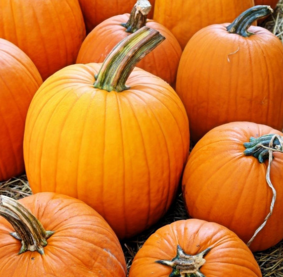 Pumpkin Jack O'lantern ( Cucurbita pepo ) 10 Seeds