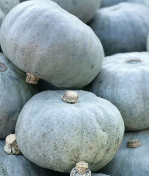 Squash Crown Prince F1 10 Seeds