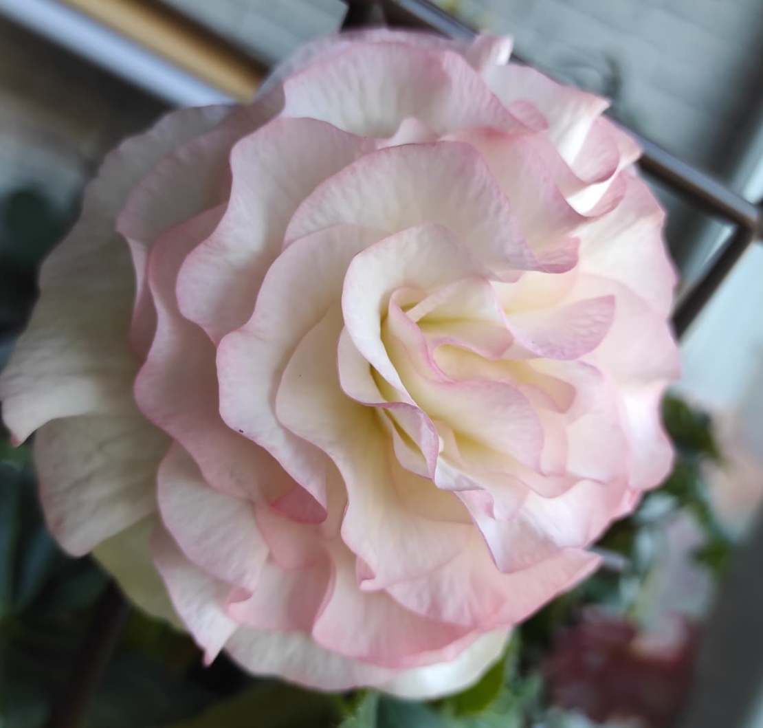 Begonia Matilda 1 Bulb