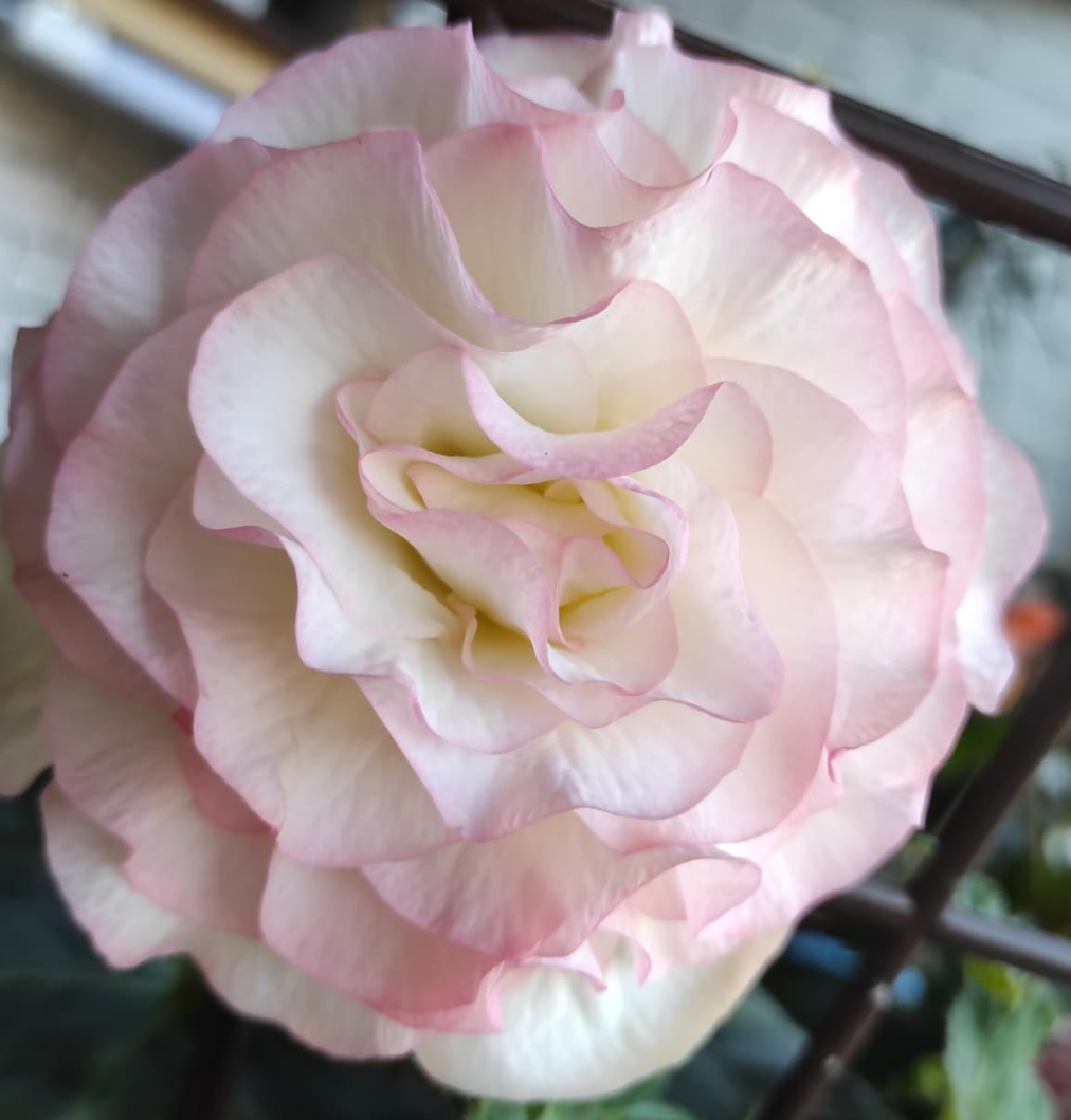 Begonia Matilda 1 Bulb