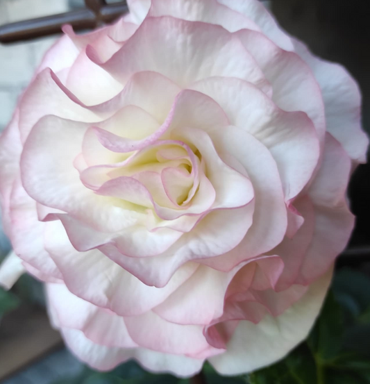 Begonia Matilda 1 Bulb