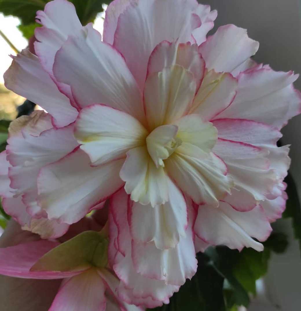 Begonia Spring 1 Bulb