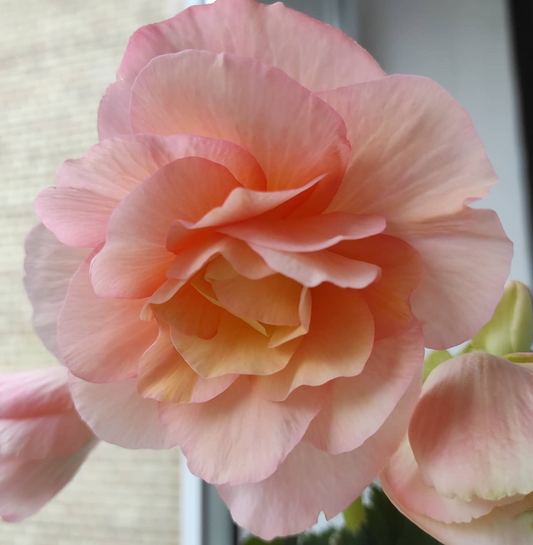 Begonia Olivia 1 Bulb