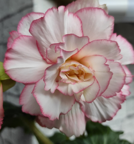 Begonia Spring 1 Bulb